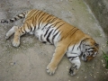 Tigri  Zoo Brasov