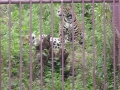 Jaguarul - Zoo Brasov