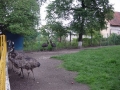 Emu  Zoo Brasov