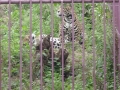 Jaguarul Zoo Brasov