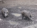 Porci Mistreti  Zoo Brasov