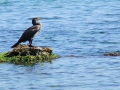 Imafini Fauna Marea Neagra | Galerei Foto Constanta